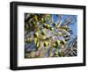 Views of Andalusia, Spain-Felipe Rodriguez-Framed Photographic Print