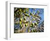 Views of Andalusia, Spain-Felipe Rodriguez-Framed Photographic Print