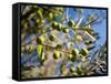 Views of Andalusia, Spain-Felipe Rodriguez-Framed Stretched Canvas