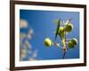 Views of Andalusia, Spain-Felipe Rodriguez-Framed Photographic Print