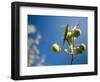 Views of Andalusia, Spain-Felipe Rodriguez-Framed Photographic Print