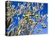 Views of Andalusia, Spain-Felipe Rodriguez-Stretched Canvas