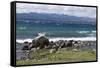 Views of Andes mountains by Lake Nahuel Huapi in Bariloche, Argentina, South America-Julio Etchart-Framed Stretched Canvas