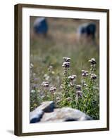 Views of Brittany, France-Felipe Rodriguez-Framed Photographic Print