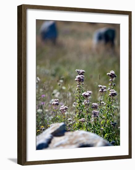 Views of Brittany, France-Felipe Rodriguez-Framed Photographic Print