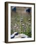 Views of Brittany, France-Felipe Rodriguez-Framed Photographic Print