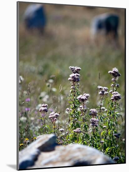 Views of Brittany, France-Felipe Rodriguez-Mounted Photographic Print