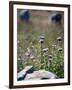 Views of Brittany, France-Felipe Rodriguez-Framed Photographic Print