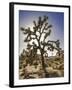 Views of Joshua Tree I-Rachel Perry-Framed Art Print