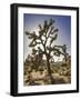 Views of Joshua Tree I-Rachel Perry-Framed Art Print