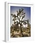 Views of Joshua Tree I-Rachel Perry-Framed Art Print