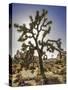Views of Joshua Tree I-Rachel Perry-Stretched Canvas