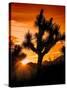 Views of Joshua Tree V-Rachel Perry-Stretched Canvas