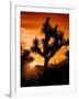 Views of Joshua Tree V-Rachel Perry-Framed Art Print