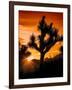 Views of Joshua Tree V-Rachel Perry-Framed Art Print