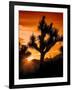 Views of Joshua Tree V-Rachel Perry-Framed Art Print