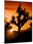 Views of Joshua Tree V-Rachel Perry-Mounted Art Print