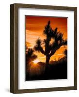 Views of Joshua Tree V-Rachel Perry-Framed Art Print