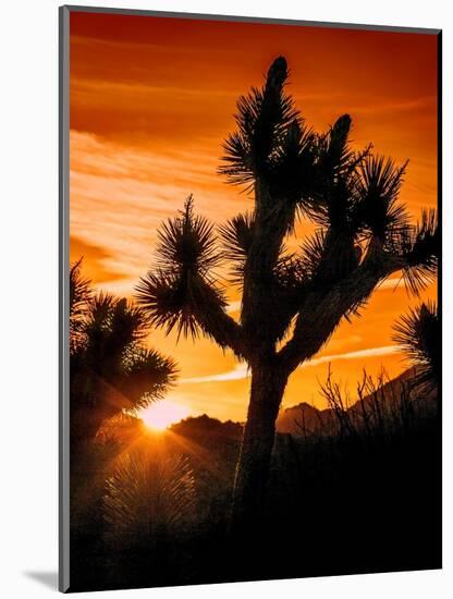 Views of Joshua Tree V-Rachel Perry-Mounted Art Print