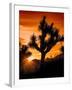 Views of Joshua Tree V-Rachel Perry-Framed Art Print