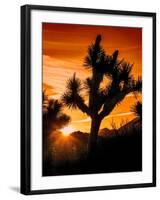 Views of Joshua Tree V-Rachel Perry-Framed Art Print