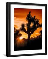 Views of Joshua Tree V-Rachel Perry-Framed Art Print