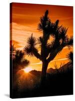 Views of Joshua Tree V-Rachel Perry-Stretched Canvas