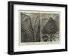 Views on the Denver and Rio Grande Railway, New Mexico-William Henry James Boot-Framed Premium Giclee Print