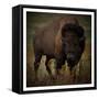 Vigilant Bison-Marcus Prime-Framed Stretched Canvas