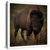 Vigilant Bison-Marcus Prime-Stretched Canvas