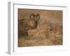 Vigne's Wild Sheep, 1858-Joseph Wolf-Framed Giclee Print