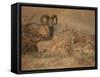 Vigne's Wild Sheep, 1858-Joseph Wolf-Framed Stretched Canvas