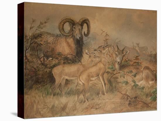 Vigne's Wild Sheep, 1858-Joseph Wolf-Stretched Canvas