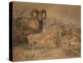 Vigne's Wild Sheep, 1858-Joseph Wolf-Stretched Canvas