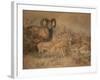 Vigne's Wild Sheep, 1858-Joseph Wolf-Framed Giclee Print