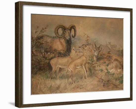 Vigne's Wild Sheep, 1858-Joseph Wolf-Framed Giclee Print