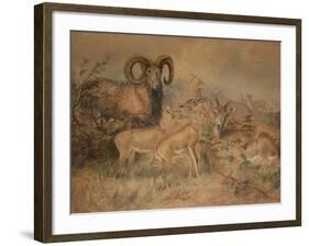 Vigne's Wild Sheep, 1858-Joseph Wolf-Framed Giclee Print