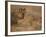 Vigne's Wild Sheep, 1858-Joseph Wolf-Framed Giclee Print