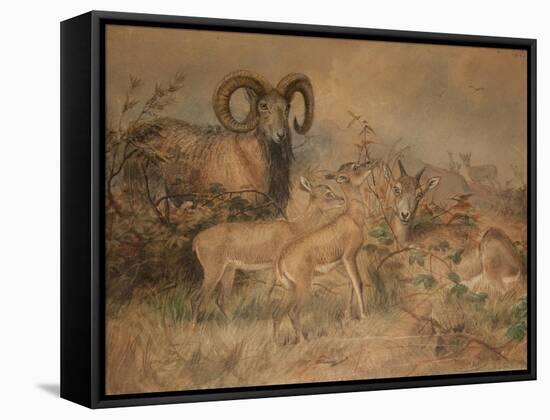 Vigne's Wild Sheep, 1858-Joseph Wolf-Framed Stretched Canvas