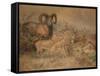 Vigne's Wild Sheep, 1858-Joseph Wolf-Framed Stretched Canvas