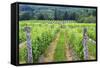 Vignoble Isle de Bacchus winery, Ile d'Orleans, Quebec, Canada.-Jamie & Judy Wild-Framed Stretched Canvas