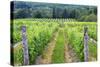 Vignoble Isle de Bacchus winery, Ile d'Orleans, Quebec, Canada.-Jamie & Judy Wild-Stretched Canvas