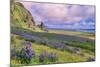 Vik 3pm, Summer in Iceland, Southern Coast Wildflowers-Vincent James-Mounted Photographic Print