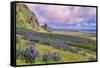 Vik 3pm, Summer in Iceland, Southern Coast Wildflowers-Vincent James-Framed Stretched Canvas