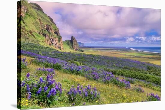 Vik 3pm, Summer in Iceland, Southern Coast Wildflowers-Vincent James-Stretched Canvas