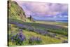 Vik 3pm, Summer in Iceland, Southern Coast Wildflowers-Vincent James-Stretched Canvas