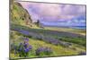 Vik 3pm, Summer in Iceland, Southern Coast Wildflowers-Vincent James-Mounted Photographic Print