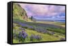 Vik 3pm, Summer in Iceland, Southern Coast Wildflowers-Vincent James-Framed Stretched Canvas
