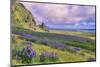 Vik 3pm, Summer in Iceland, Southern Coast Wildflowers-Vincent James-Mounted Premium Photographic Print