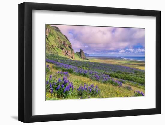 Vik 3pm, Summer in Iceland, Southern Coast Wildflowers-Vincent James-Framed Photographic Print